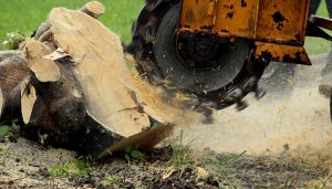 Best Tree stump grinding services in Nassau County